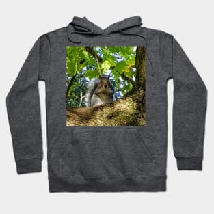 Animals in Trees A Squirrel Hoodie